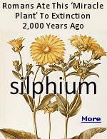 The ancient Romans were ahead of the game on a lot of things, and luckily they passed most of those things down to us: indoor plumbing, the calendar, and bureaucracy, to name a few. There was one thing, however, that they kept to themselves, and it may have been the world's most effective contraception: a North African herb known as silphium.